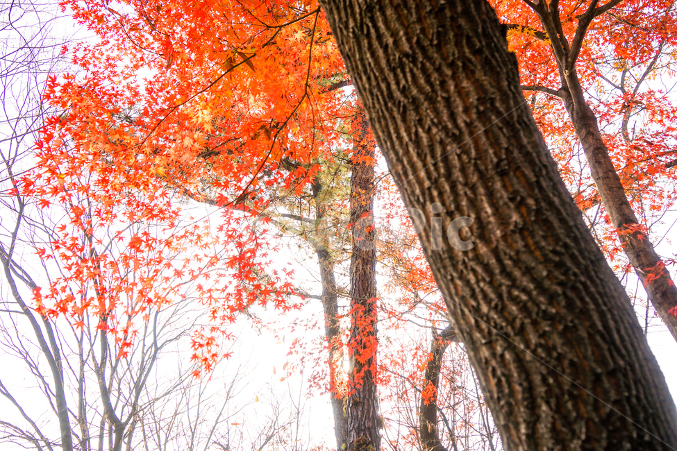 가을,산,숲속,단풍,낙엽,계절,감성,나무,식물,자연,가을,계절,fall,autumn,season,식물,자연,plants,nature,나무,trees,wood,tree,plant,leaf,잎,maple