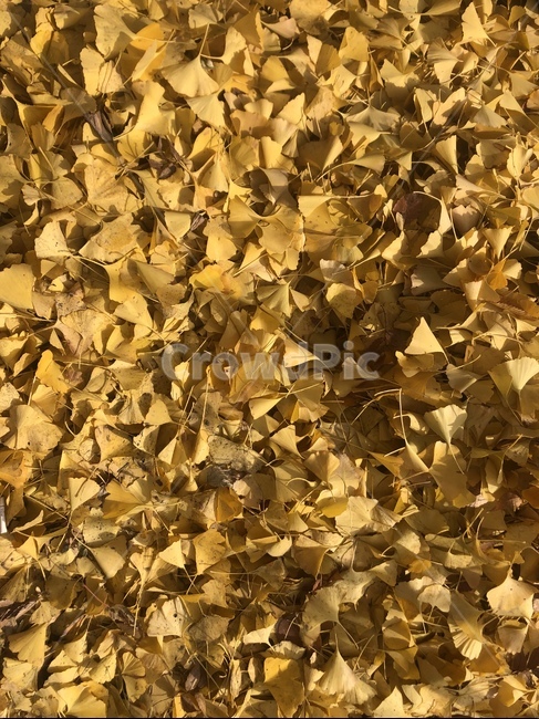 낙엽,가을,노랑,은행나무,따뜻한느낌,잎,leaf,plant,ground,바닥,식물,가을,계절,fall,autumn,season,식물,자연,plants,nature