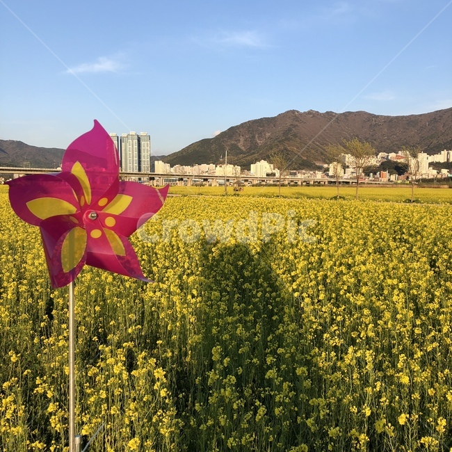 바람개비,그림자,유채꽃,봄,커플,데이트