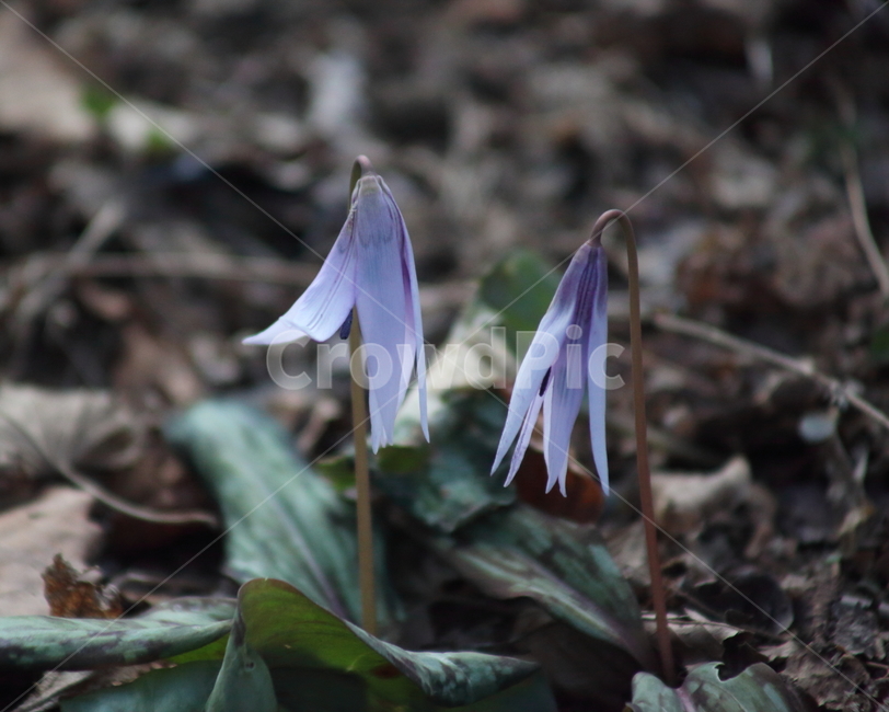 엘레지,엘리지,꽃,봄,erythroniumjaponicum