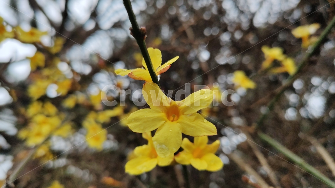 영춘화,중국원산,개나리의꽃,노란꽃,개나리,봄,봄꽃,blossom,plant,식물,flower,꽃