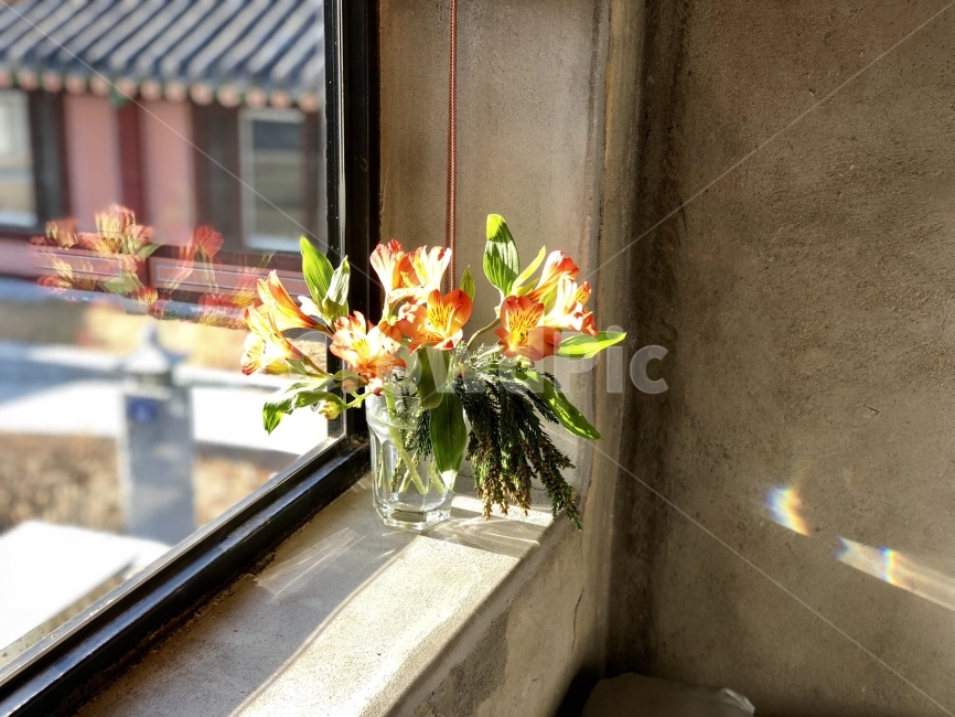 햇빛,빛,꽃,오후,무지개,식물,자연,plants,nature,꽃,flower,실내용화초,화분,화초,house plant,인테리어,실내디자인,interior design
