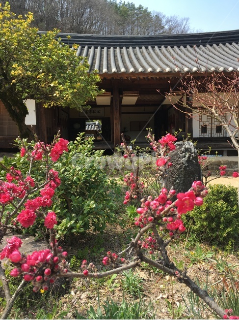 송소고택,고택,목조건물,봄,꽃,새순,새잎,배경,songso,oldhouse,woodenbuilding,spring,flower,newleaf,bud,shoot,background,한국전통,한국문화,korean traditional,korean culture,건축물,건물외관,exterior,building,structure,architecture,construction