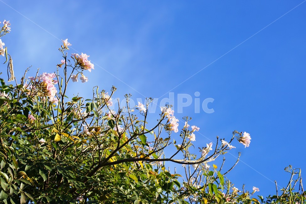 꽃,나무,자연,식물,하늘,sky,모리셔스,외국자연풍경,flower,nature,tree,예쁨,구름,파란하늘,blue,식물,자연,plants,nature,꽃,flower