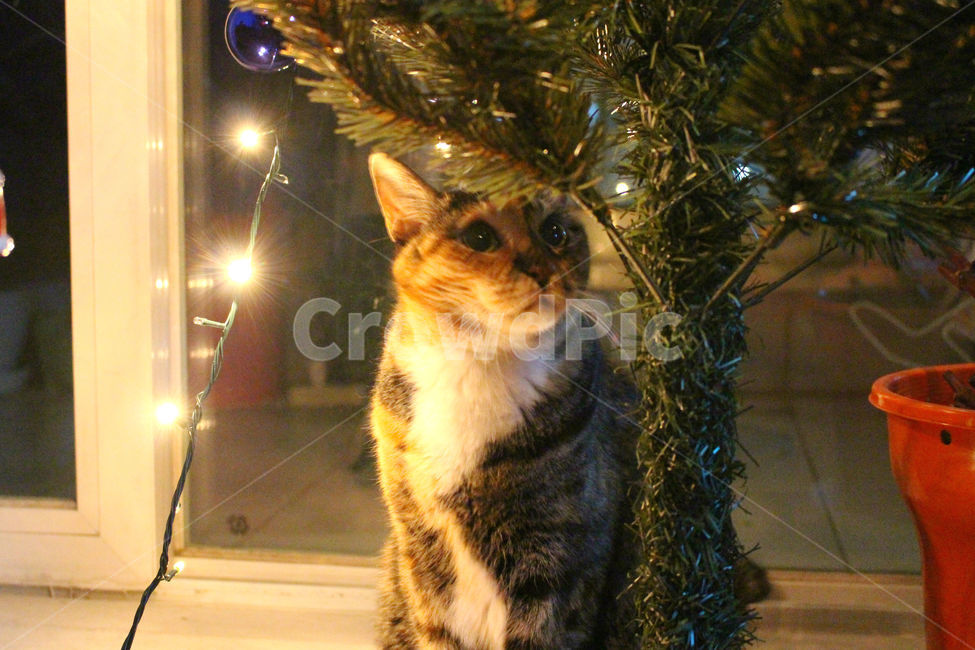 고양이,동물,크리스마스,크리스마스트리,감성사진,cat,tree,겨울,계절,winter,season,동물,animal,고양이,cat,kitten,kitty,메리크리스마스,성탄절,merry christmas