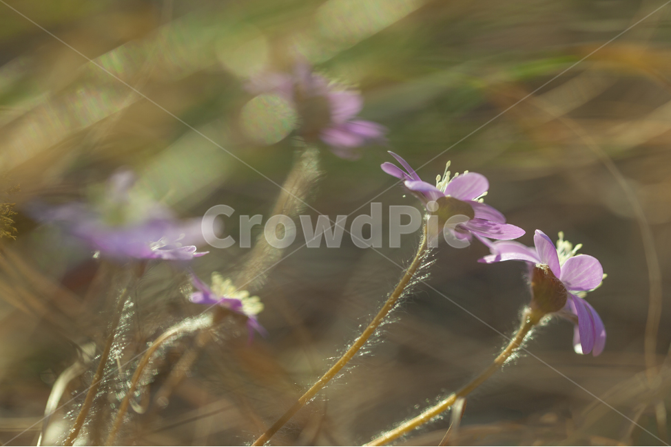 노루귀,보케,새봄,봄꽃,홍노루귀,봄,계절,spring,season,식물,자연,plants,nature,꽃,flower,geranium,제라늄,plant,blossom