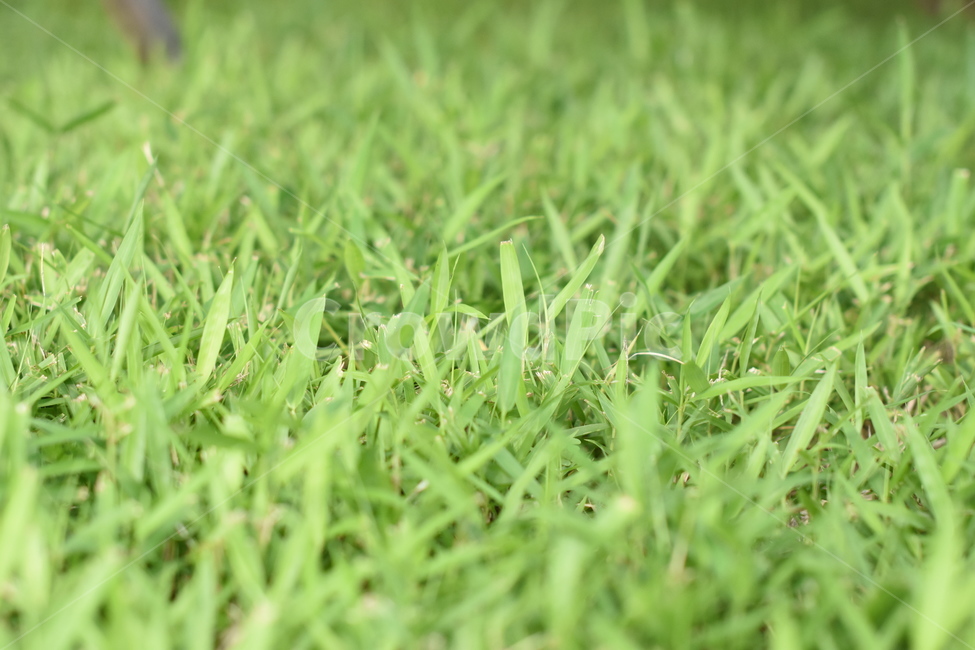 grass,녹색,잔디,그린,green,잔디밭