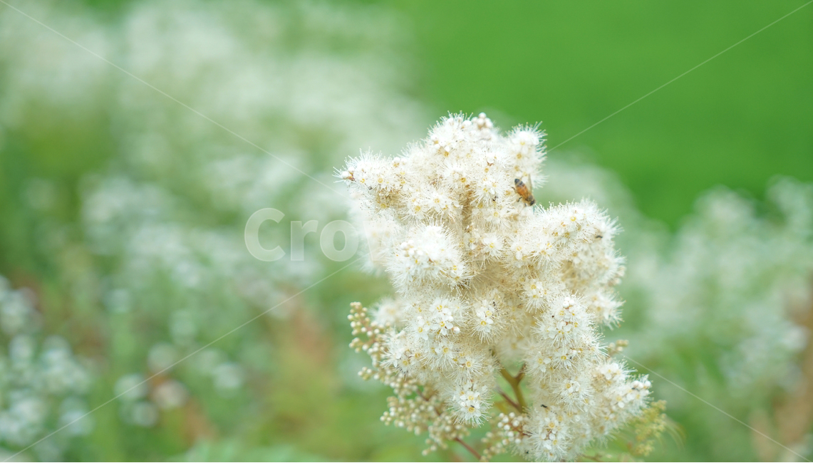 꽃,들,들꽃,자연,식물,개망초,식물,자연,plants,nature,꽃,flower