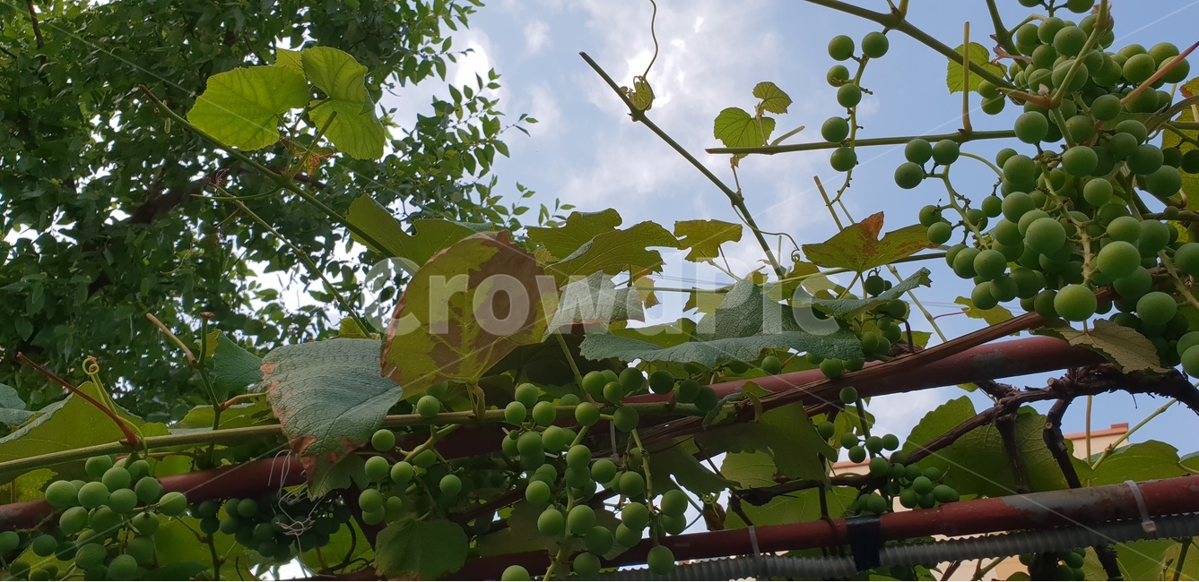 청포도,여름풍경,포도,싱그러움,상큼함,과일,열매,fruit