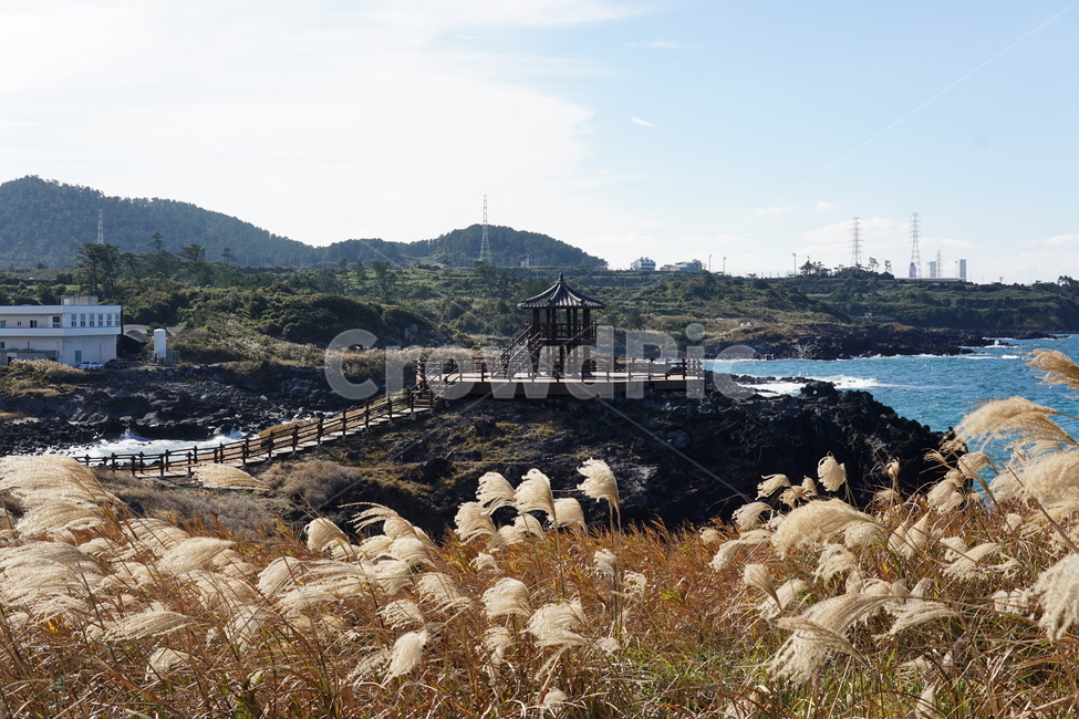 갈대,바다,정자,가을,제주,자연,풍경,nature,landscape,한국자연풍경,한국자연경관,korea nature landscape,제주도,jeju,jeju island,plant,식물,grass,잔디