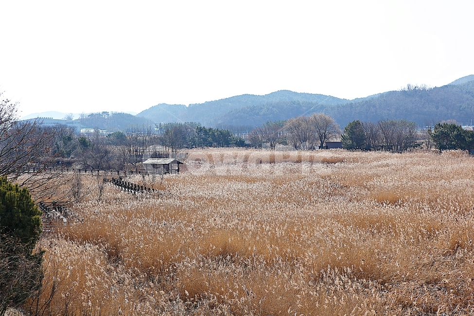 안산갈대습지공원,갈대,억새,습지,공원,식물,자연,풍경,겨울