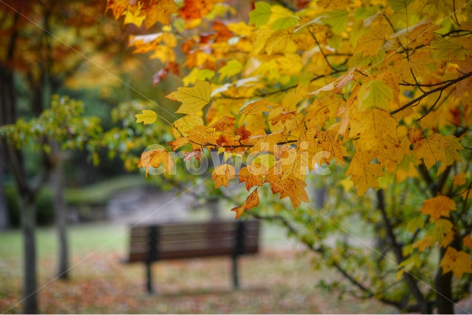 가을,단풍,빨강,나무,자연,가을,계절,fall,autumn,season,leaf,잎,plant,식물,tree