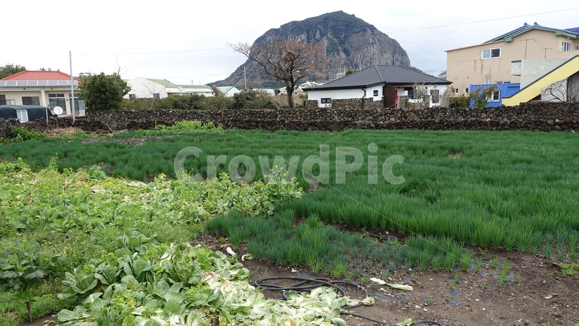 산방산,밭,mountain,산,nature,자연,제주도,jeju,자연,풍경,nature,landscape