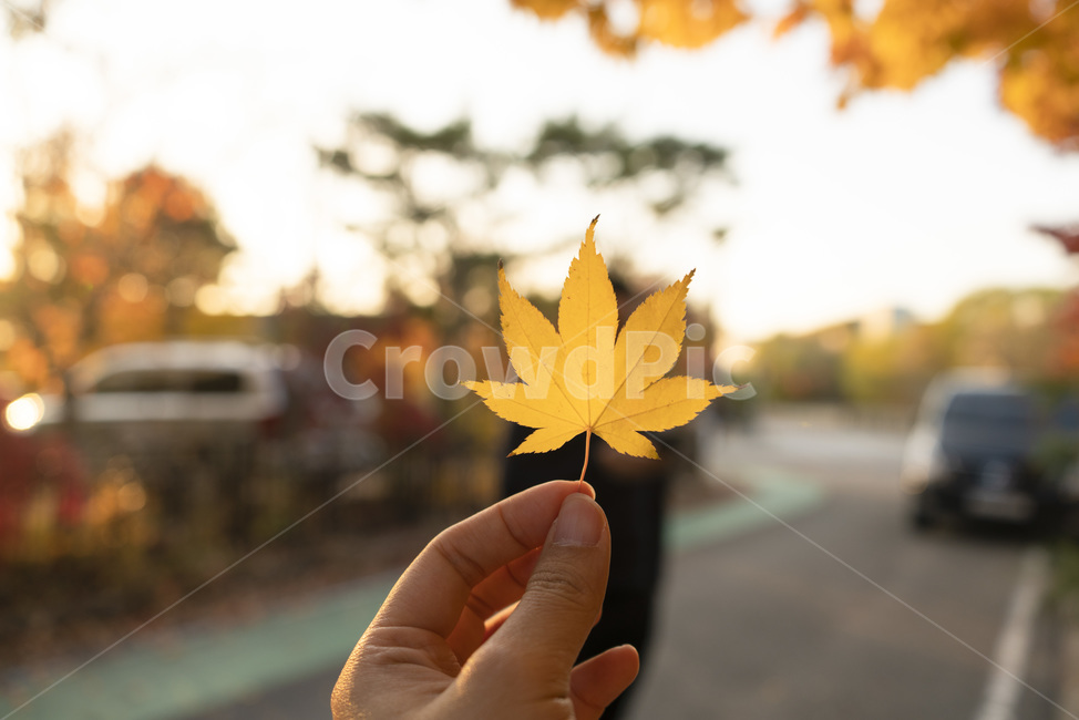 낙엽,단풍,가을,나뭇잎,손,손동작,빛,가을,계절,fall,autumn,season,사람,인물,인간,human,person,신체일부,몸,body,plant,식물,leaf,잎