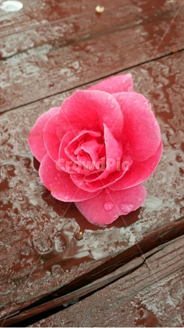 장미,plant,식물,rose,꽃,flower,꽃한송이,확대샷