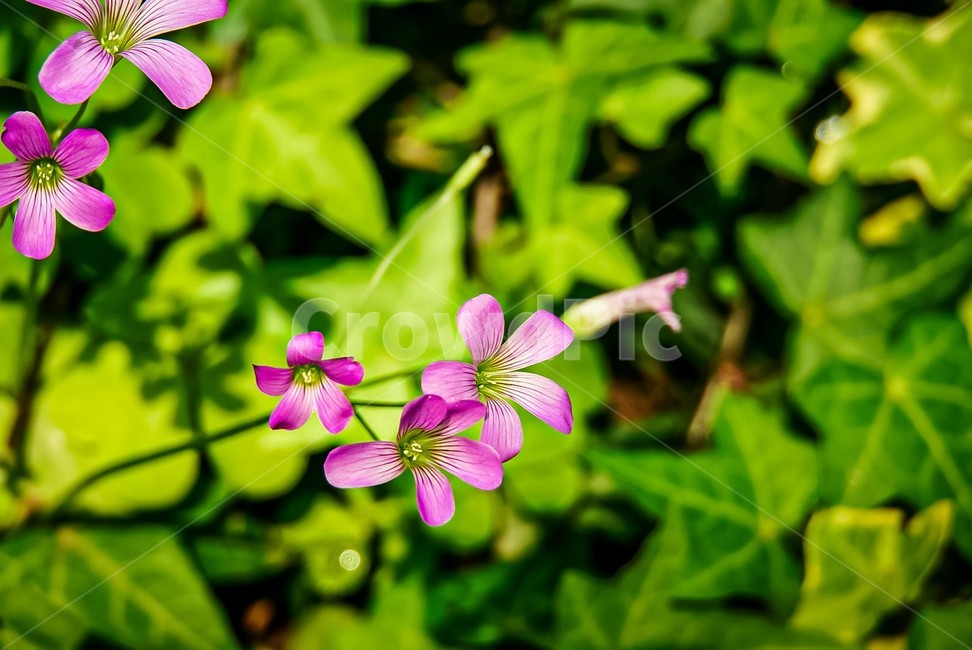 blossom,옥살리스,보라,purple,보라꽃,purpleflower,plant,식물,꽃,flower,봄,spring
