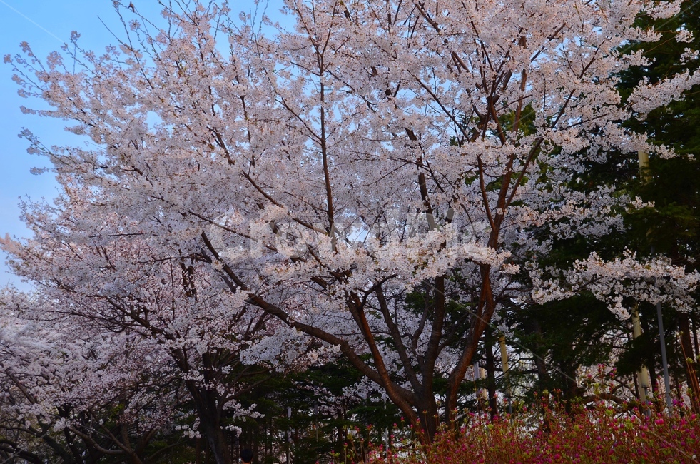 봄,꽃,계절,식물,야외,풍경,색상,벚꽃,분홍,나무,산책,봄,계절,spring,season,식물,자연,plants,nature,꽃,flower,plant,blossom