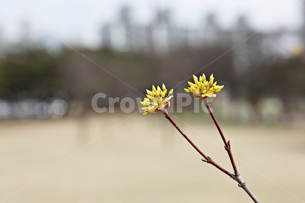 산수유꽃,산수유,꽃,붐꽃,봄,식물,자연,식물,자연,plants,nature,꽃,flower