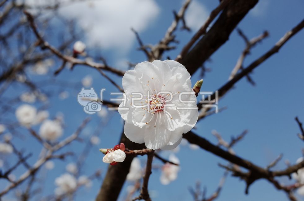 매화,봄,꽃,꽃봉우리,flower