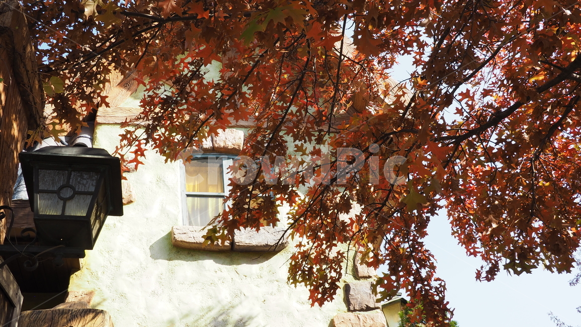 창문,나뭇잎,오래된,실외등,가을,atumnleaves,light,window,old