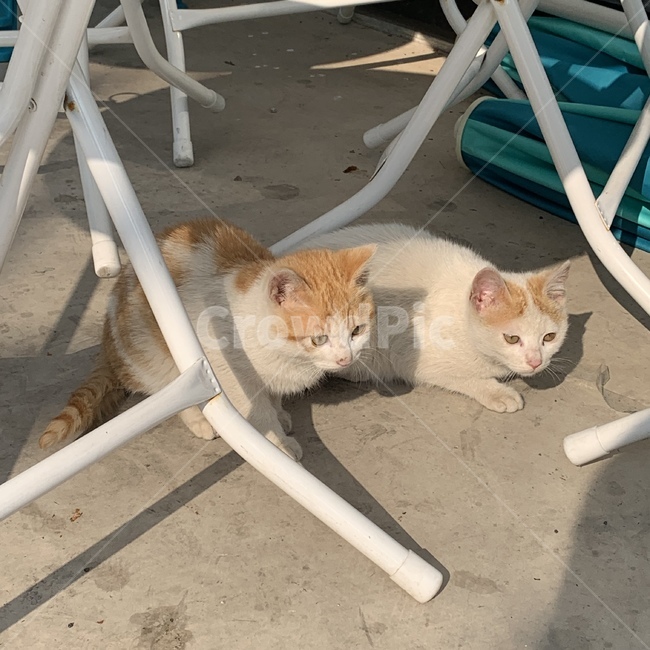 고양이,동물,cat,길고양이,animal