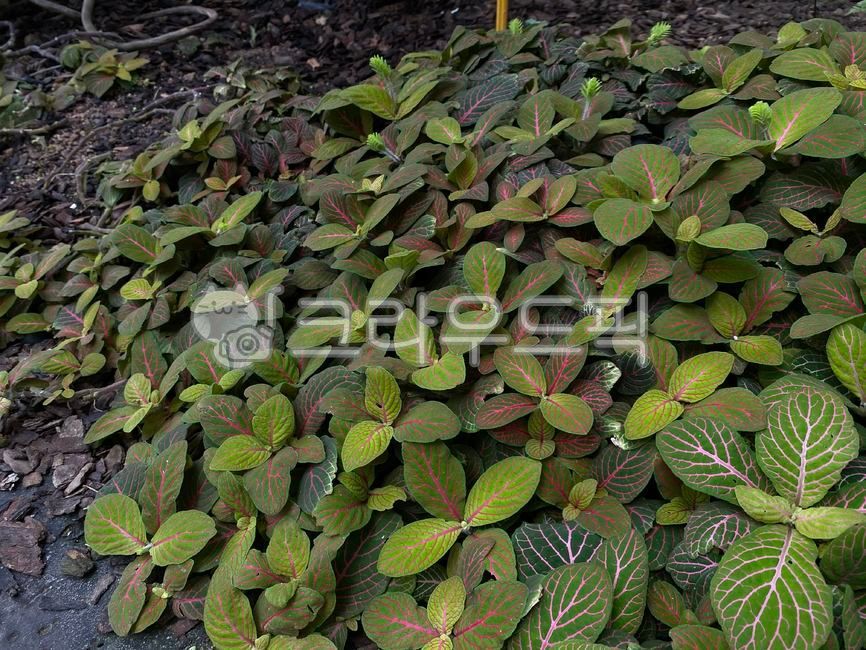 허브, herbs, plant, 식물, leaf, 사진,이미지,일러스트,캘리그라피 - 구르밋작가