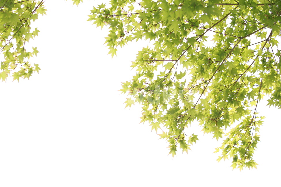 leaf,잎,plant,식물,tree,나무,green,초록,햇빛,sunshine,투명한,싱그러움,여름,역광,단풍,이파리,잎맥,maple,배경,배경화면,background,배경이미지,누끼,청정,깨끗한,pure