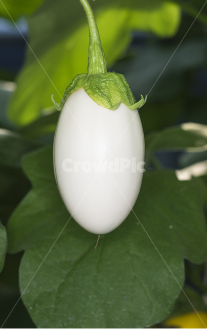 가지,계란가지,가지밭,흰가지,plant,식물,채소,야채,vegetables
