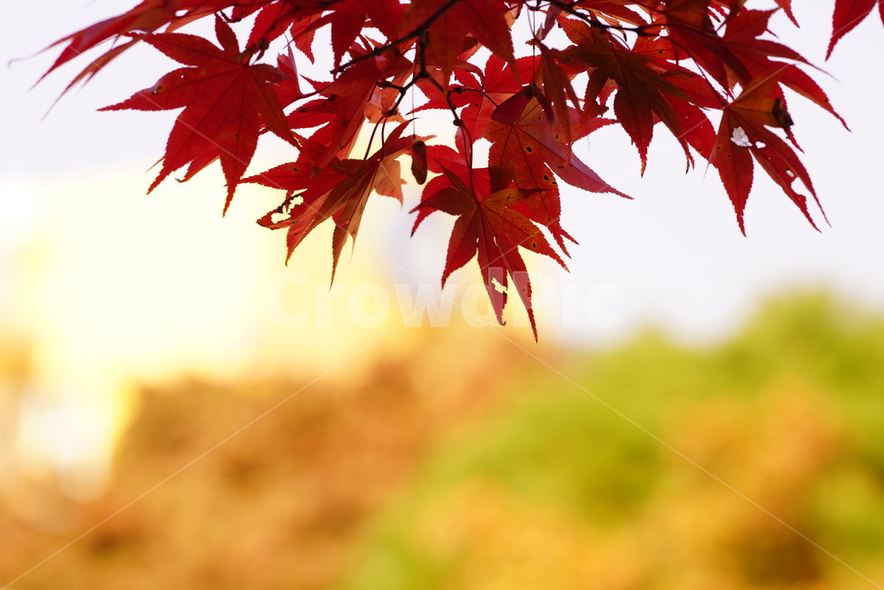 plant,식물,leaf,잎,tree,나무,가을,계절,fall,autumn,season