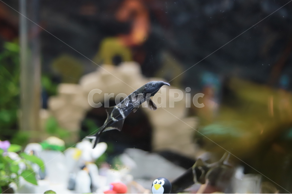 수족관,바다생물,바다,관상용,어조,어항,물고기,바다고기,바다물고기,피쉬,fish,어류,물고기,fish