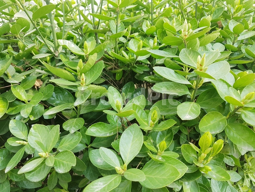 봄,잔디,4월,파릇파릇,초록,산책로,봉우리,계절,나무