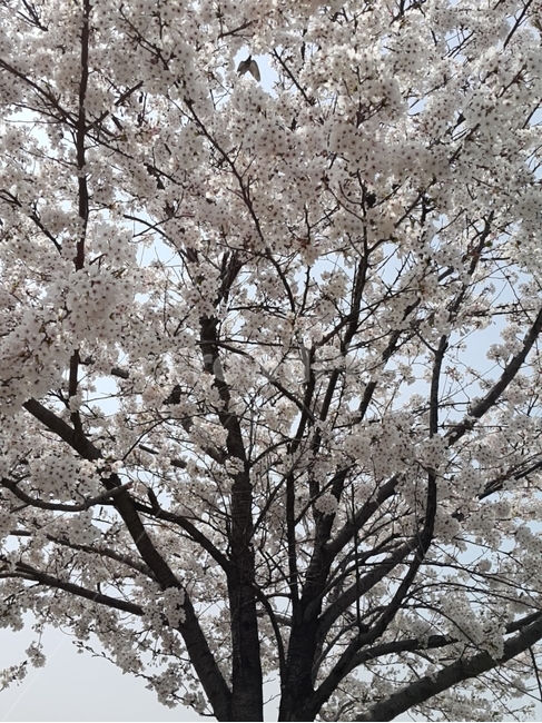 벚꽃,봄,핑크빛,자연,향기,봄내음,봄,계절,spring,season,식물,자연,plants,nature,나무,trees,wood,plant