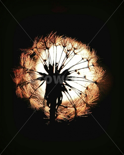 민들레,홀씨,빛,망원,일몰,식물,자연,plants,nature,꽃,flower