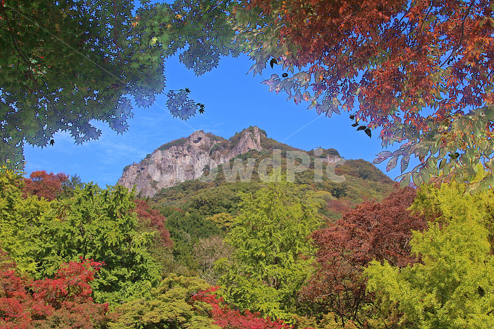 백양사,단풍,가을,풍경,백암산,경치,가을,계절,fall,autumn,season,tree,나무,plant,식물,nature,자연,outdoors,옥외