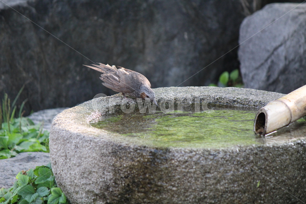 animal,동물,bird,새,accipiter,water,shower,hot,매,더위,약수,샤워,갈증,thirsty,동물,animal,조류,새,birds