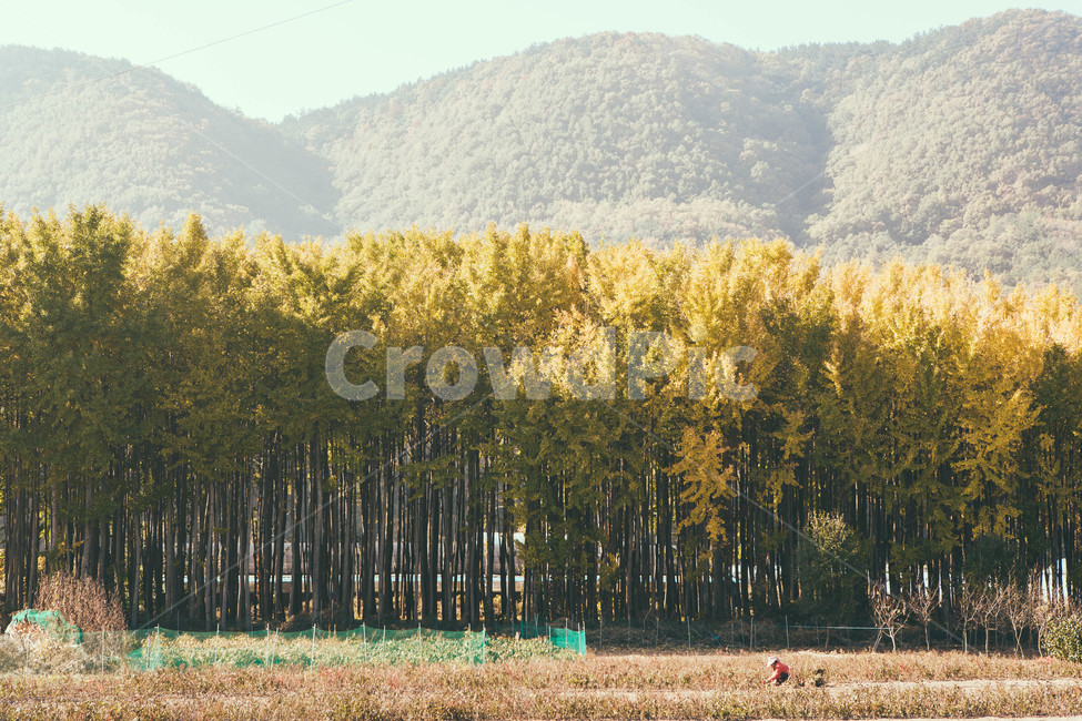 nature,자연,outdoors,옥외,tree,나무,plant,식물,은행,은행나무,가을,계절,fall,autumn,season,자연,풍경,nature,landscape,한국자연풍경,한국자연경관,korea nature landscape