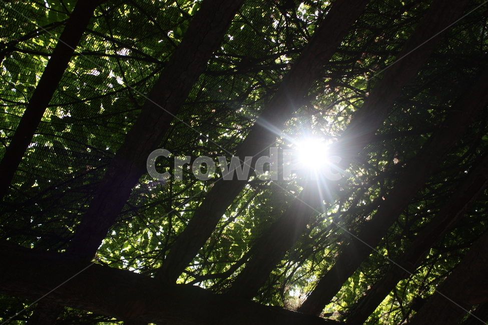햇살,자연,나무,여름,휴식,힐링,자연,풍경,nature,landscape,light,빛,flare,플레어