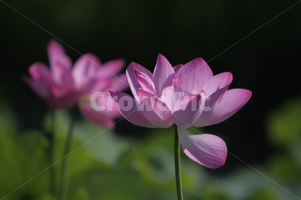 하동,진교,백련지,연꽃,꽃잎,꽃,자연,식물,자연,plants,nature,꽃,flower