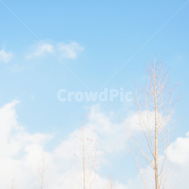 하늘,나무,풍경,겨울,구름,tree,plant,식물,nature,자연,outdoors,옥외