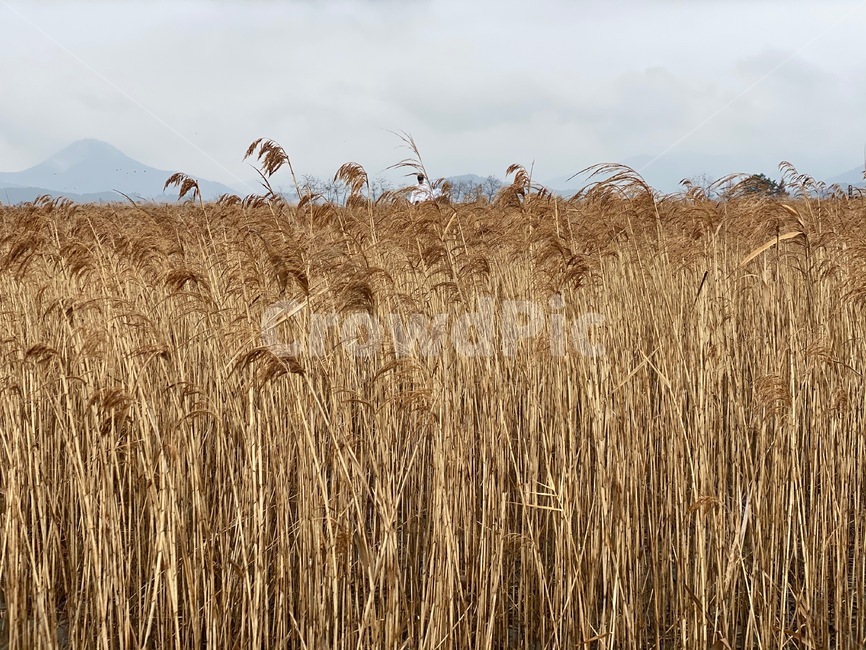 순천만,갈대,plant,식물,갈대숲,cloudy,흐린날,순천