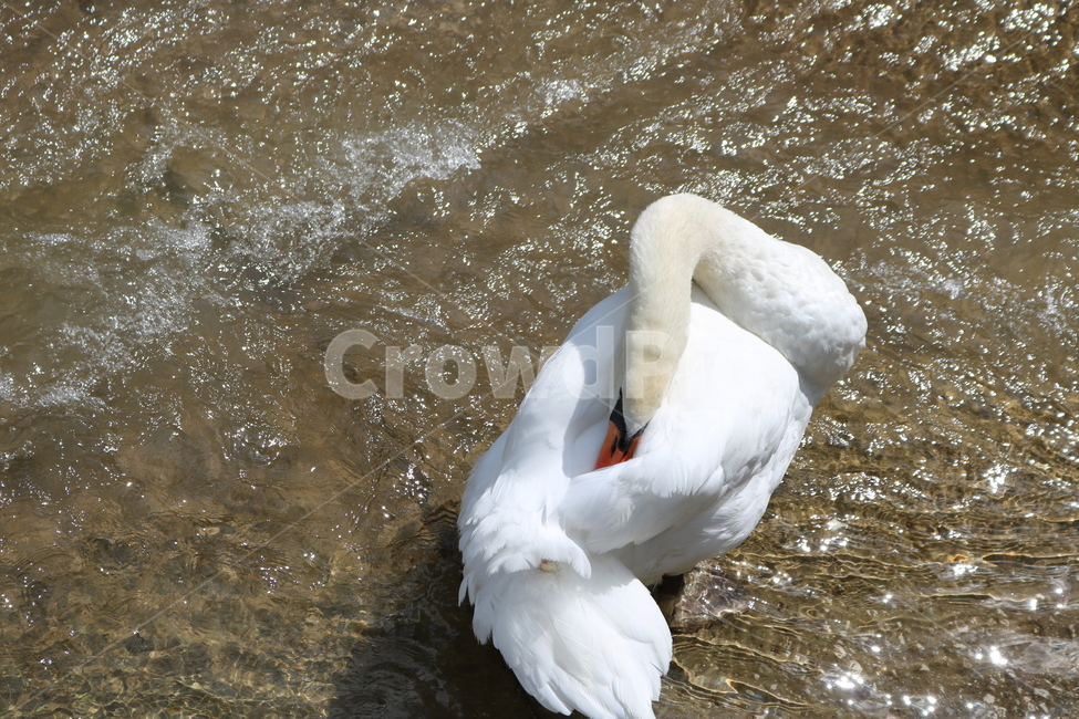 animal,동물,bird,새,백조,swan