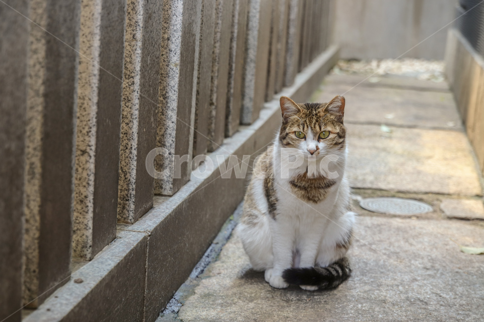 cat,고양이,동물,animal,길냥이,동물,animal,포유류,mammal,고양이,cat,kitten,kitty