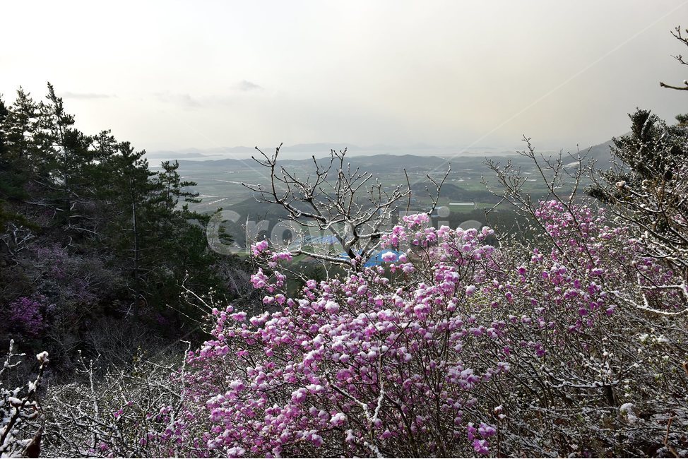 주작산,덕룡산,종주,진달래,풍경,기암,바위,비경,봄풍경,진달래꽃,강진,명산,산행,등산,마운틴,힐링,mountain,landscape,자연,natural,봄,계절,spring,season,자연,풍경,nature,landscape,한국자연풍경,한국자연경관,korea nature landscape,plant,식물
