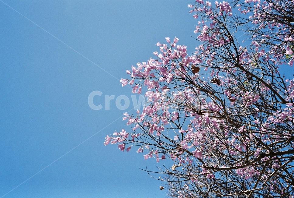 꽃,겨울,나무,꽃나무,하늘,풍경