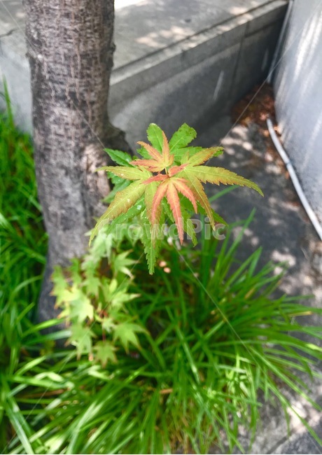 flower,자연,플라워,식물,꽃,식물,자연,plants,nature,꽃,flower