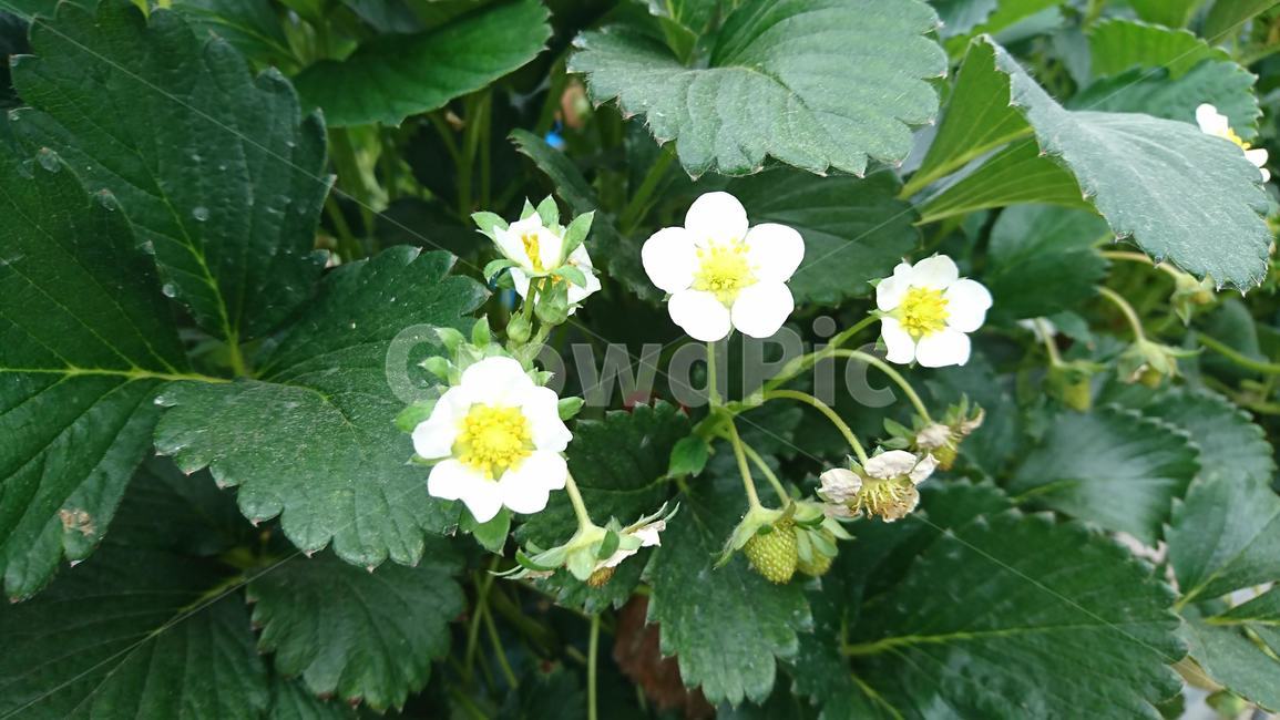 plant,flower,딸기,식물,꽃