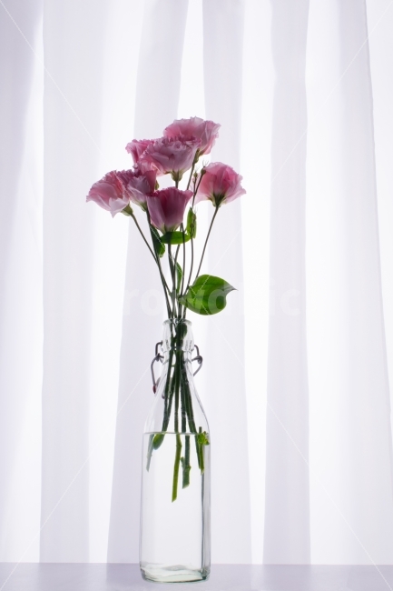 꽃,공간,커튼,리시안셔스,분홍색,고백,식물,자연,plants,nature,꽃,flower,인테리어,실내디자인,interior design