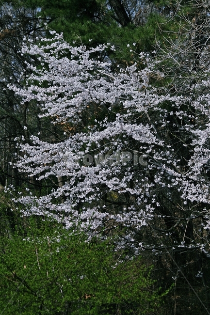 flower,blossom,plant,식물,꽃