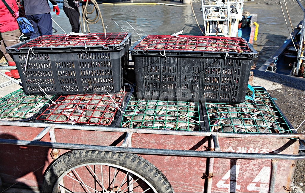 꽃게,게,먹거리,음식,요리,식재료,광주리,각우,수산물,해산물,fishery products,seafood,어업,fishery,fishing industry