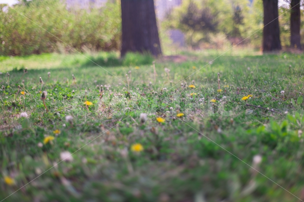 민들레,잔디,푸르름,녹색,공원,봄,감성,보케,나무,노랑,자연,nature,grass,green,park,spring,tree,yellow,bokeh,sensibility,dandelion,식물,자연,plants,nature,꽃,flower,감성,sensible,feeling